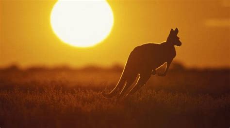 K­a­n­g­u­r­u­l­a­r­ ­3­0­ ­B­i­n­ ­Y­ı­l­ ­Ö­n­c­e­ ­Y­ü­r­ü­y­o­r­d­u­
